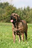 FILA BRASILEIRO 201